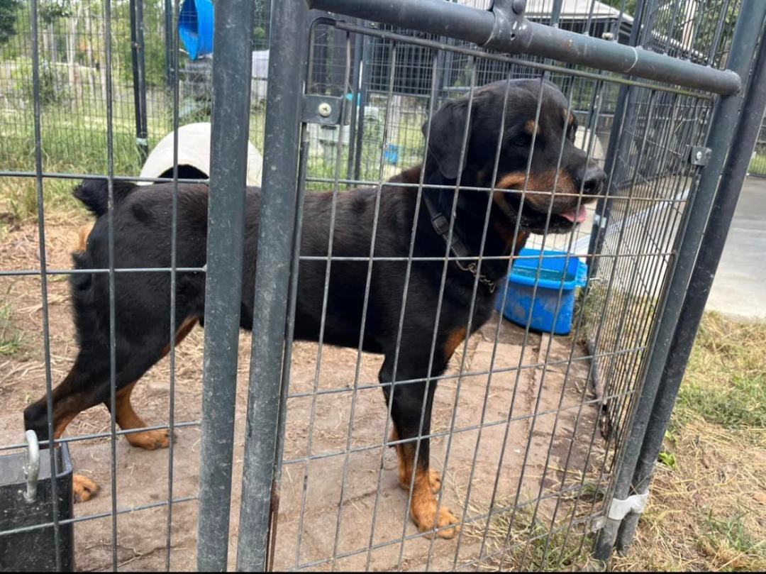 ZEUS D, a Adoptable Rottweiler in Chapel Hill, NC image 1/3