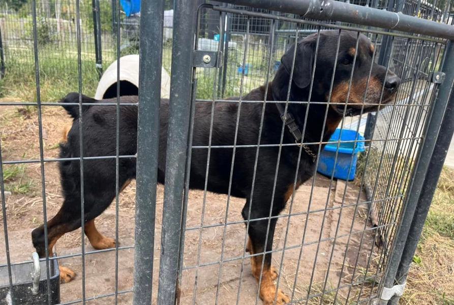 ZEUS D, a Adoptable Rottweiler in Chapel Hill, NC image 2/3