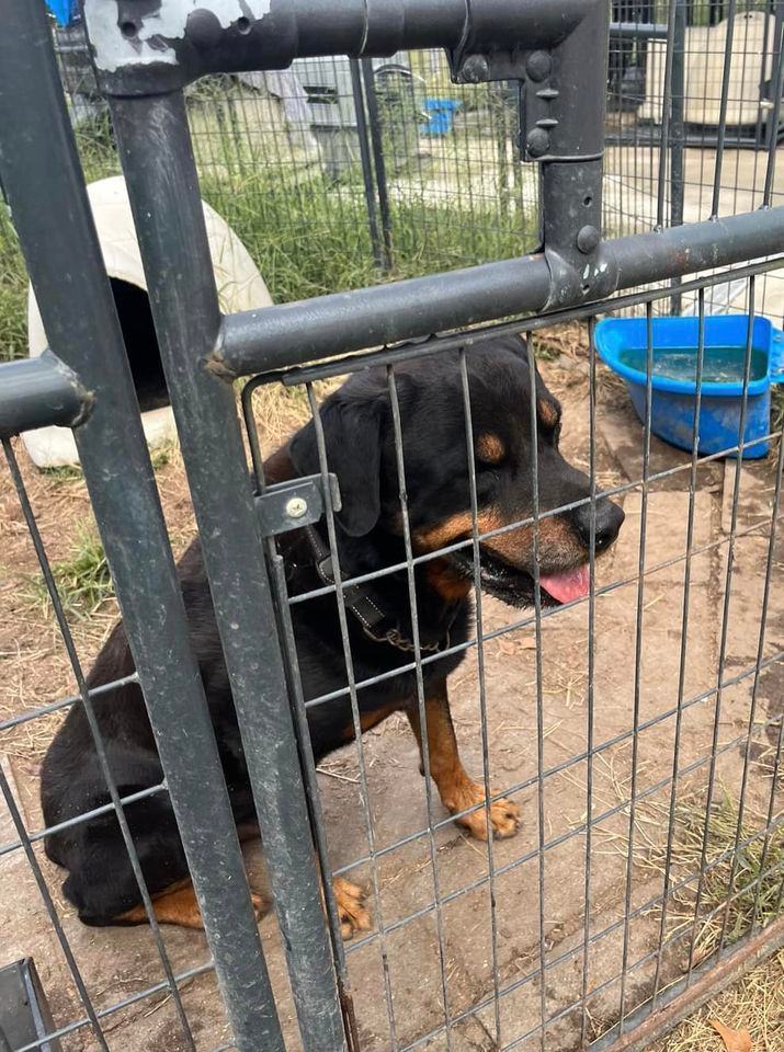 ZEUS D, a Adoptable Rottweiler in Chapel Hill, NC image 3/3