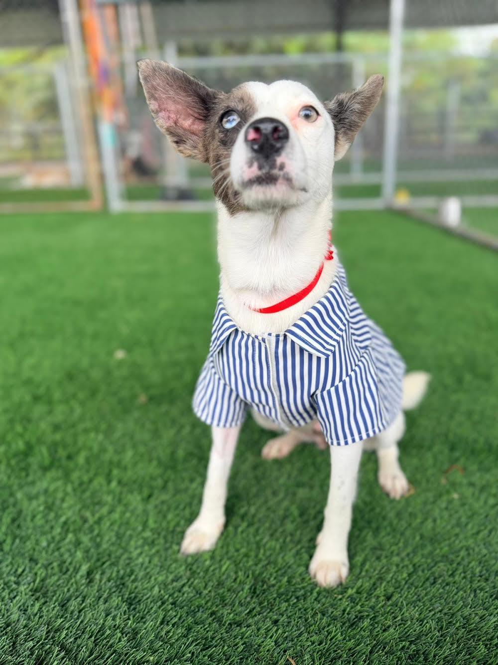 Enlarge Barbara , a ADOPTABLE Mixed Breed in Morristown, NJ image 3/3