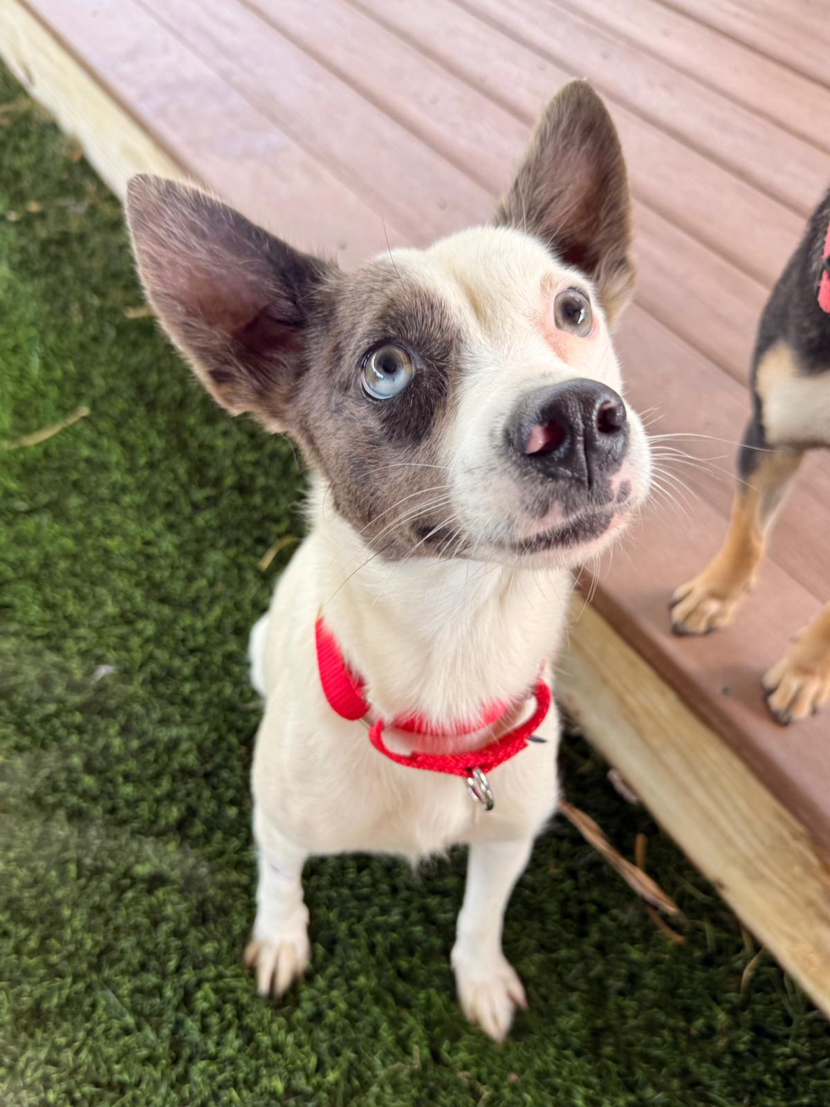 Enlarge Barbara , a ADOPTABLE Mixed Breed in Morristown, NJ image 1/3