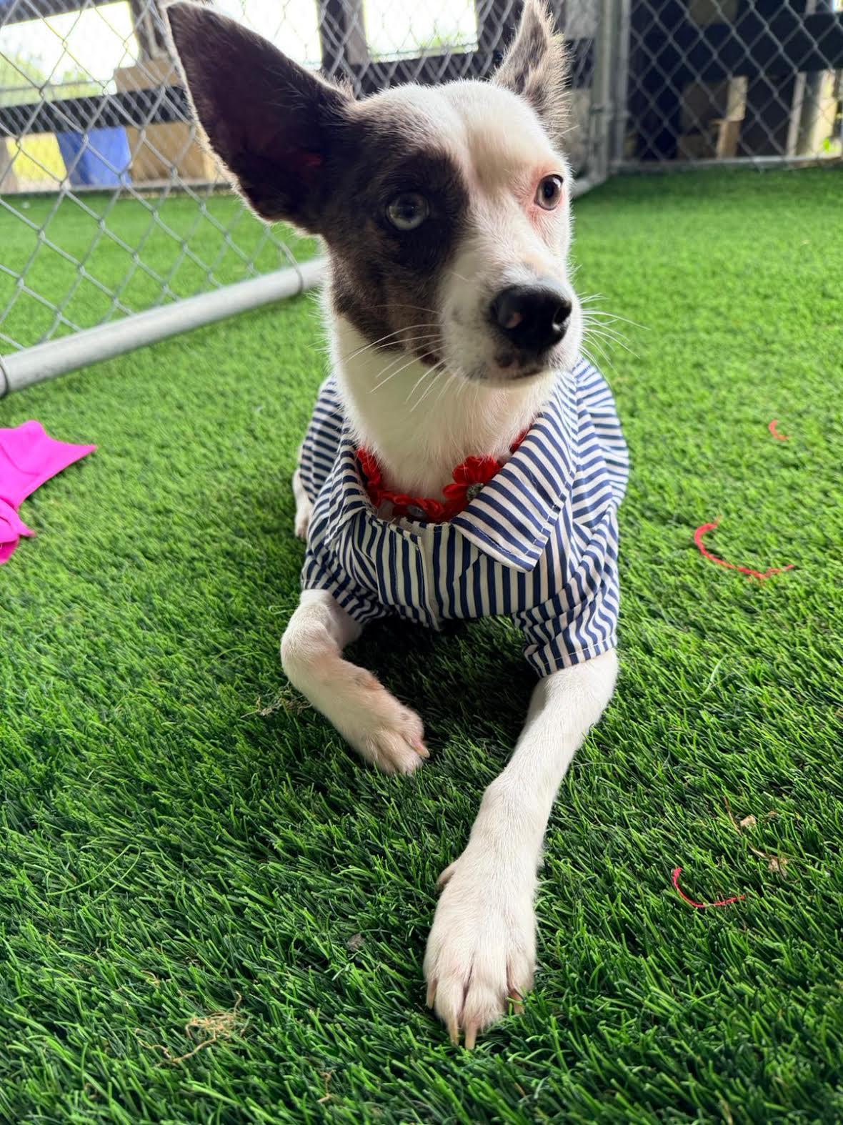 Enlarge Barbara , a ADOPTABLE Mixed Breed in Morristown, NJ image 2/3