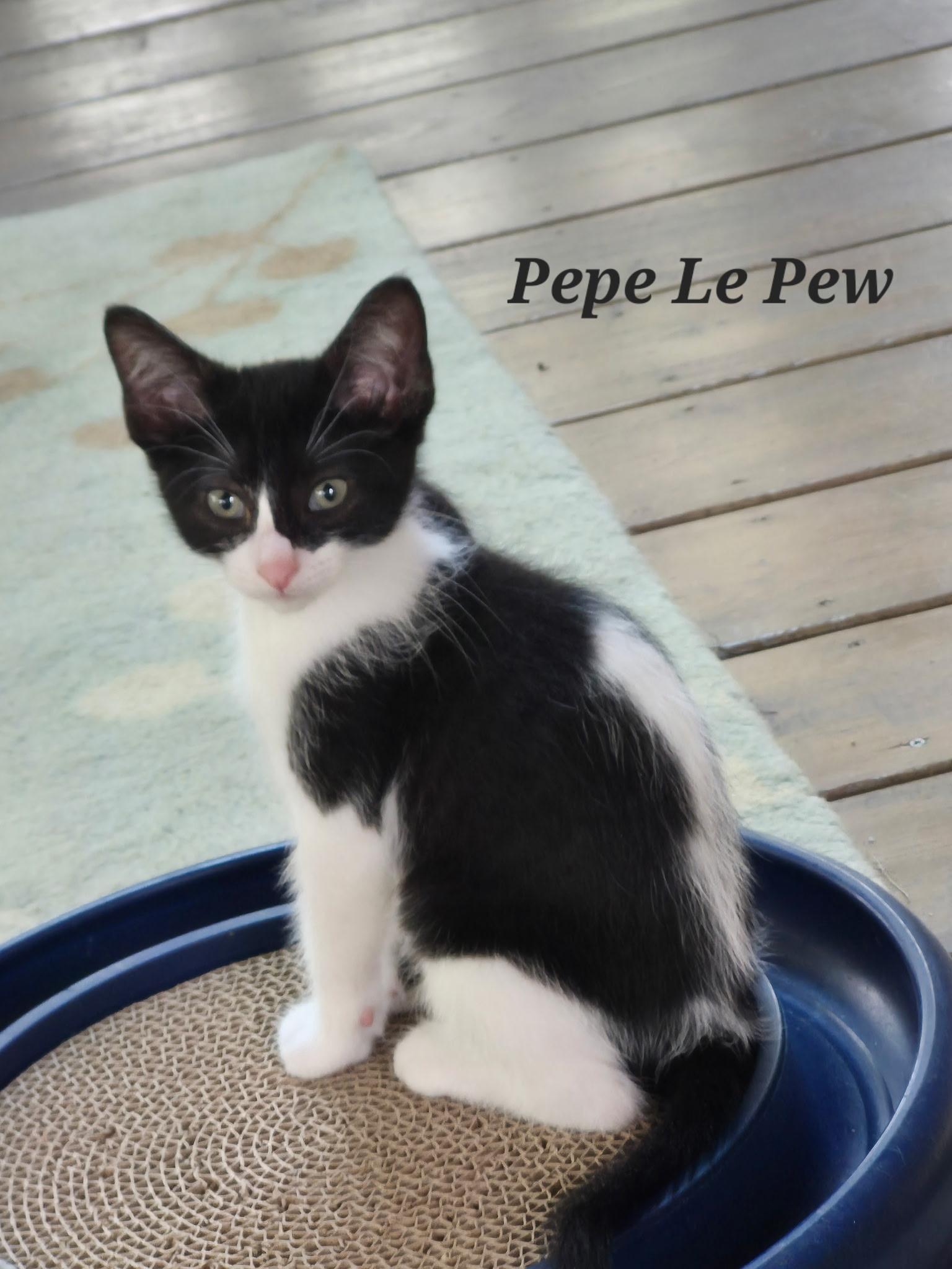 Pepe Le Pew, Adopted, Young Male Tuxedo.
