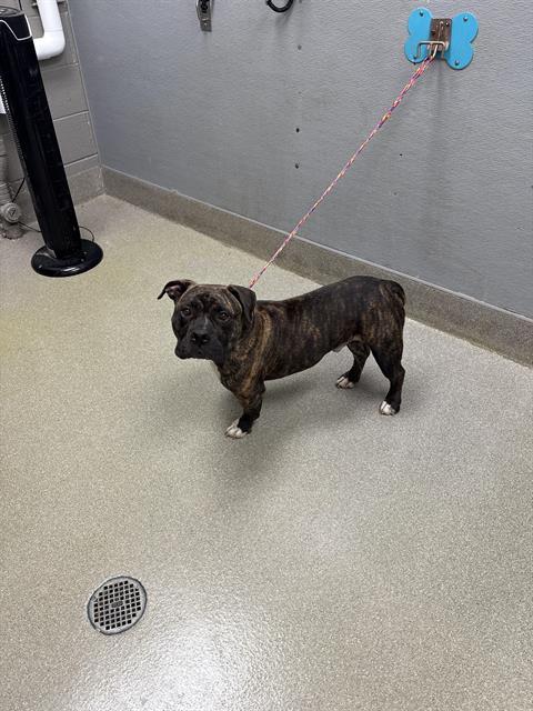 ACE, Adoptable, Adult Male Pit Bull Terrier & Mixed Breed.