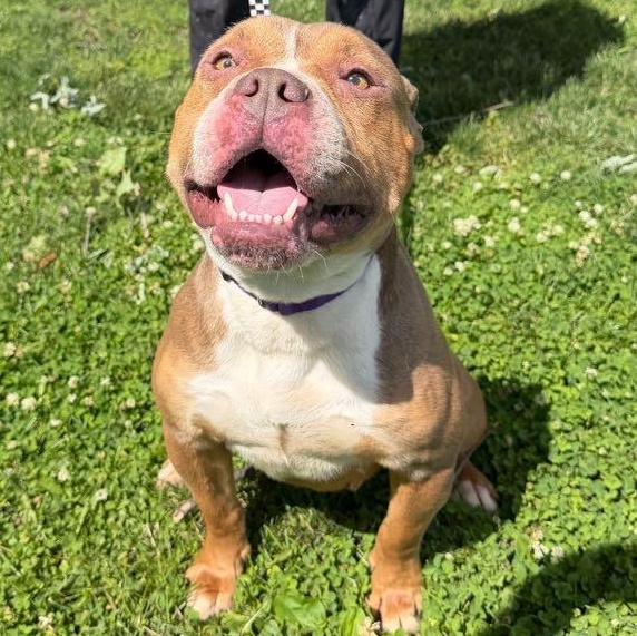Twix, an adopted mixed breed in Waterloo, IA image 2/4
