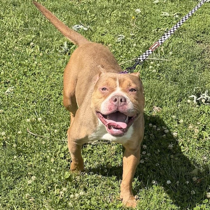 Twix, adopted, Adult Female American Bully.