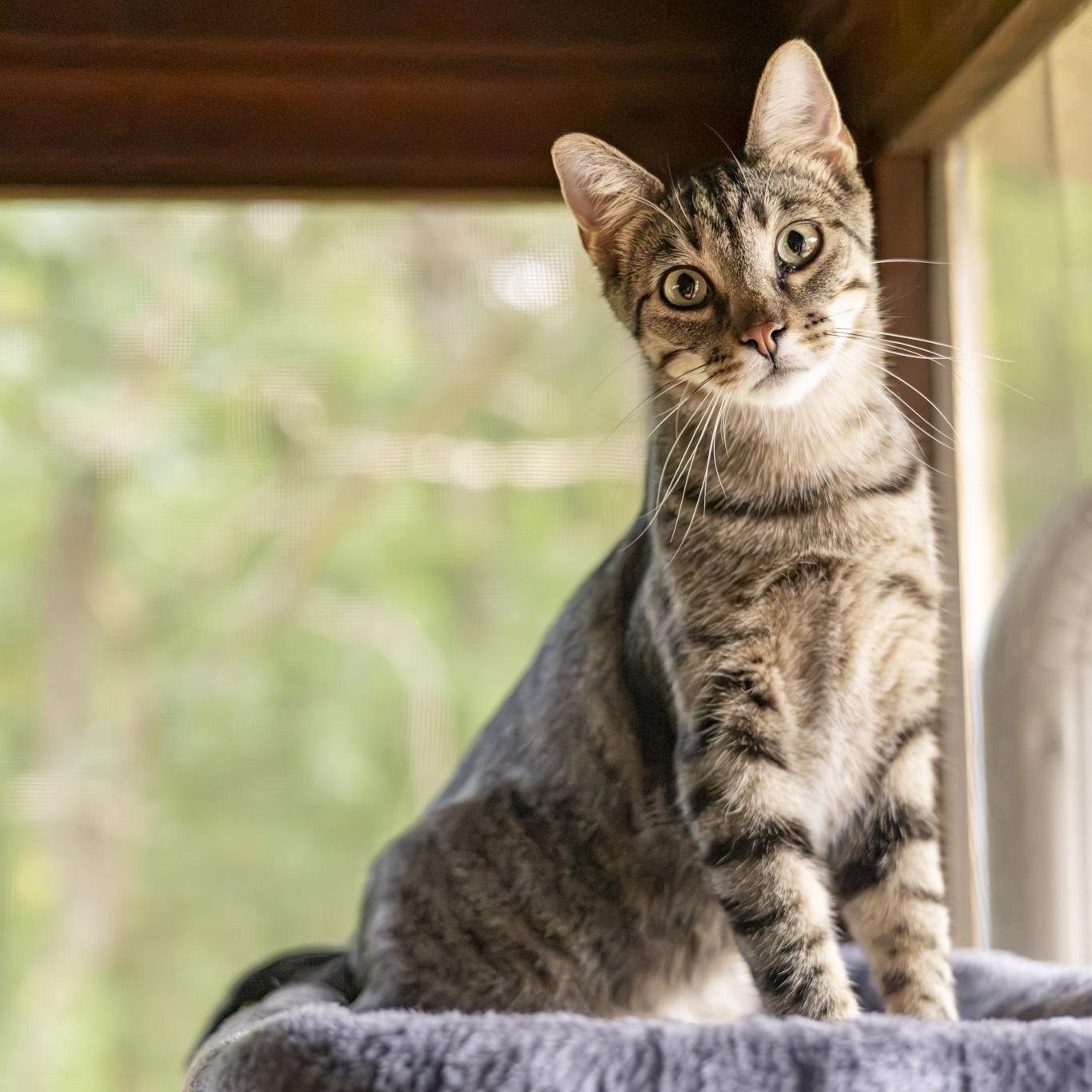 Kyle, Adoptable, Young Male Domestic Short Hair.