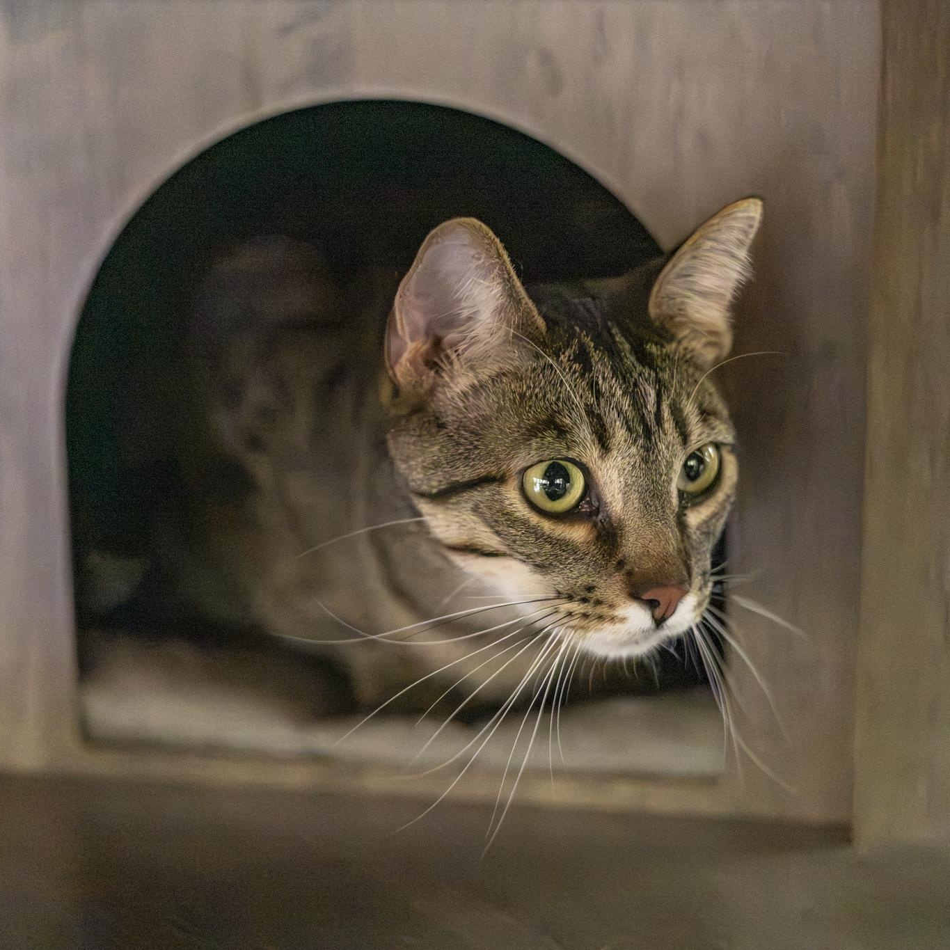 Enlarge Kyle, a Adoptable Domestic Short Hair in Lone rock, WI image 6/6