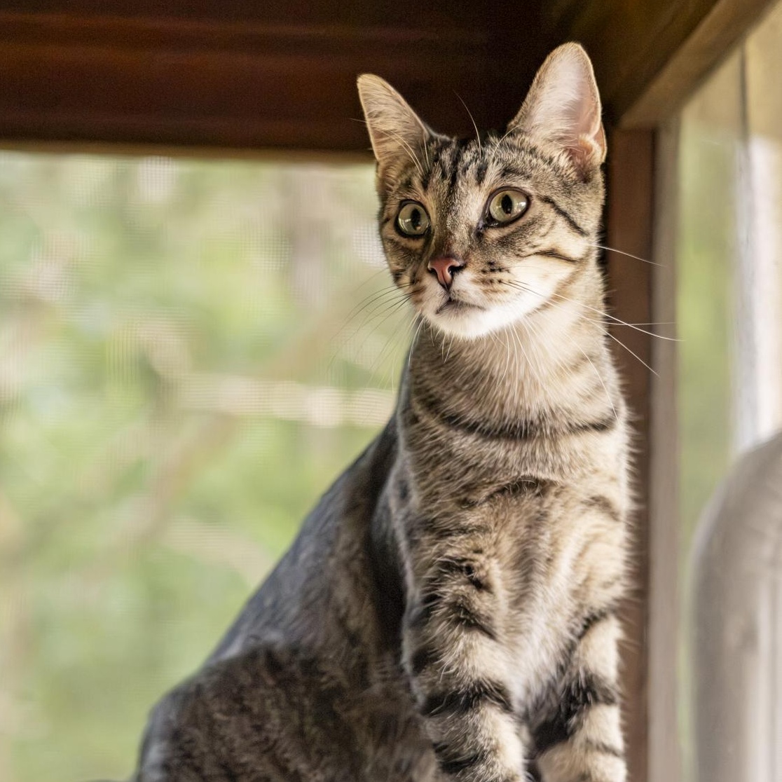 Enlarge Kyle, a Adoptable Domestic Short Hair in Lone rock, WI image 2/6