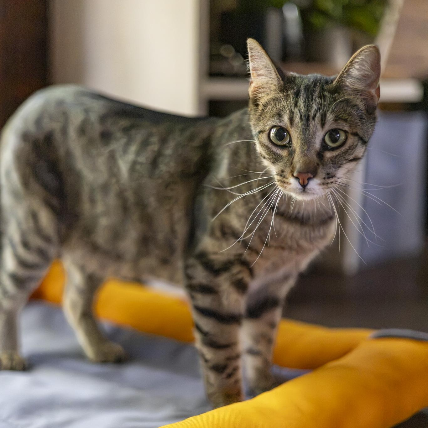 Enlarge Kyle, a Adoptable Domestic Short Hair in Lone rock, WI image 4/6