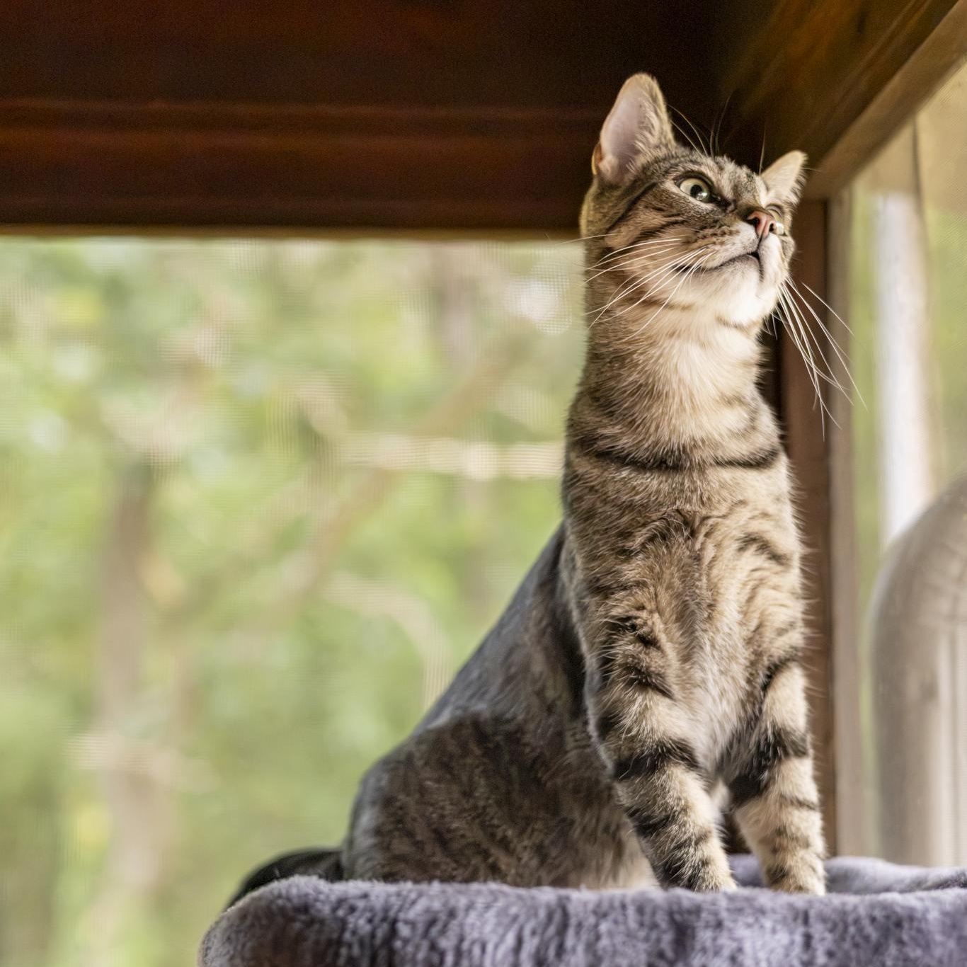 Enlarge Kyle, a Adoptable Domestic Short Hair in Lone rock, WI image 3/6
