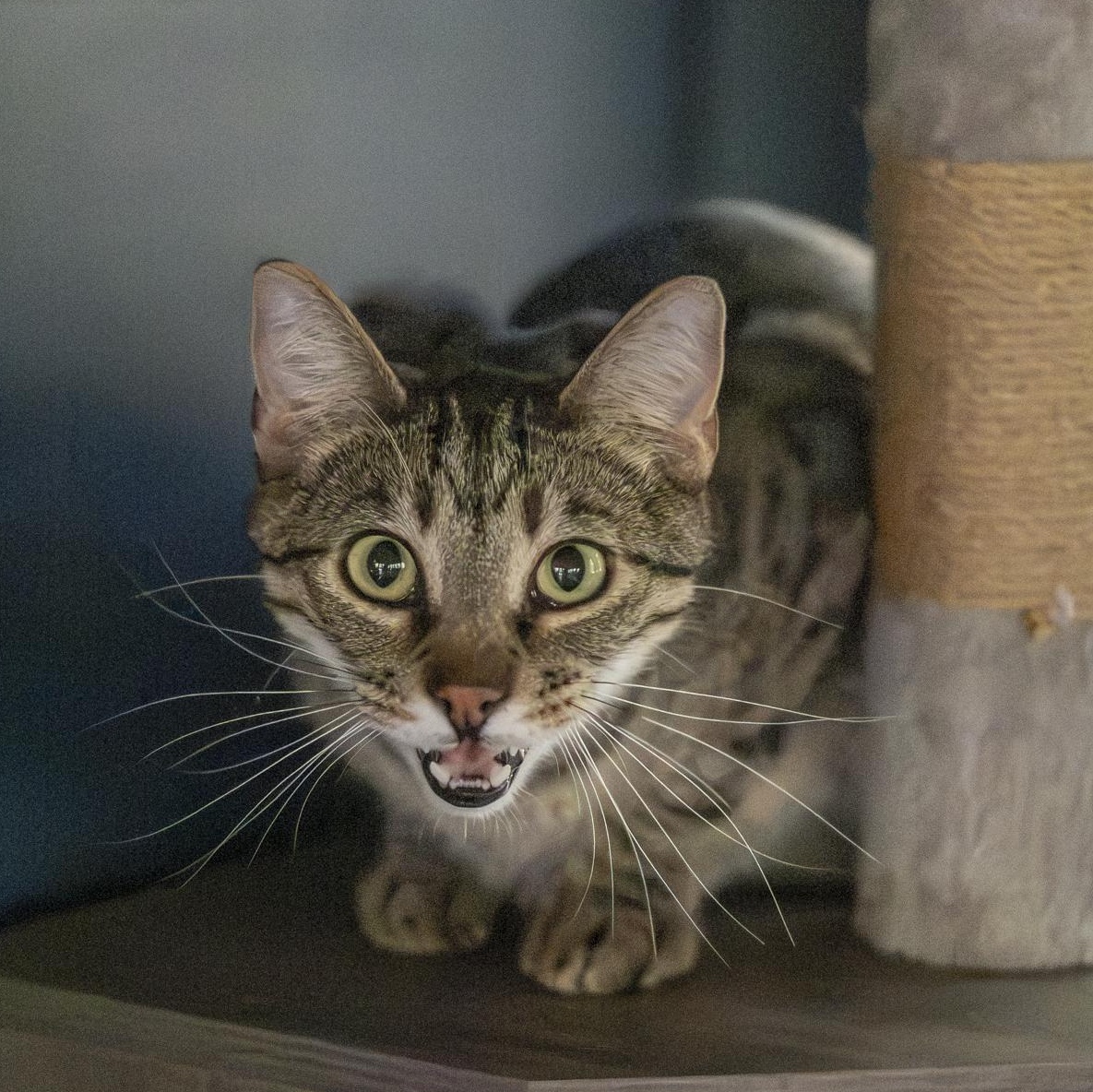 Enlarge Kyle, a Adoptable Domestic Short Hair in Lone rock, WI image 5/6