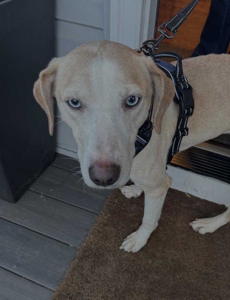 Cashew, Adoptable, Young Female Labrador Retriever.
