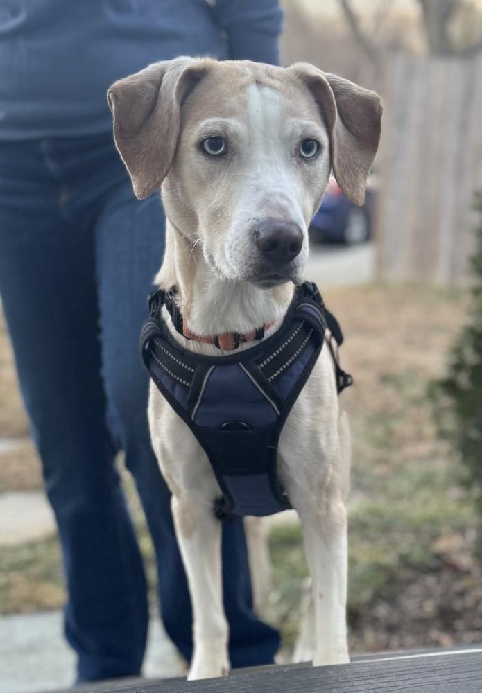 Enlarge Cashew, a Adoptable mixed breed in Greenbelt, MD image 2/5