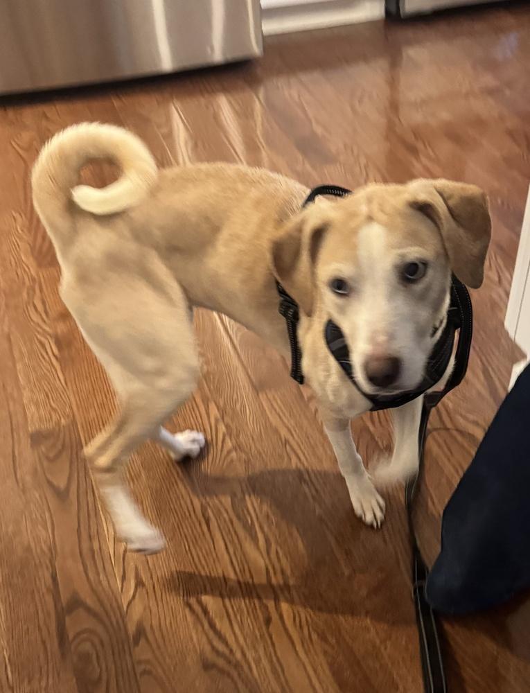 Enlarge Cashew, a Adoptable mixed breed in Greenbelt, MD image 3/5