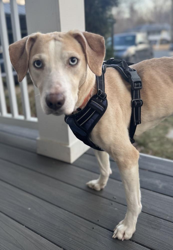 Enlarge Cashew, a Adoptable mixed breed in Greenbelt, MD image 4/5