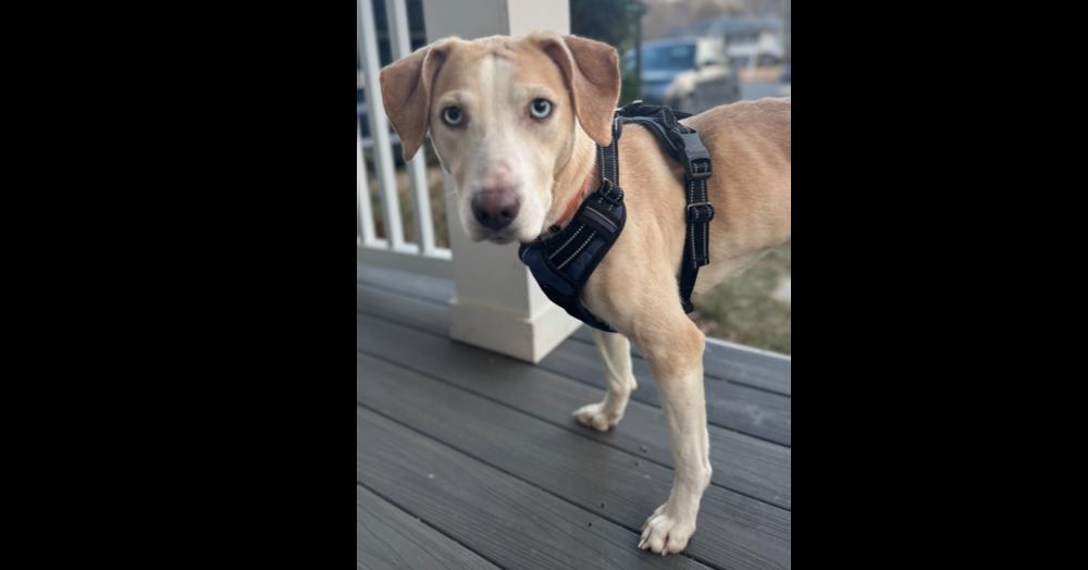 Enlarge Cashew, a Adoptable mixed breed in Greenbelt, MD image 3/5