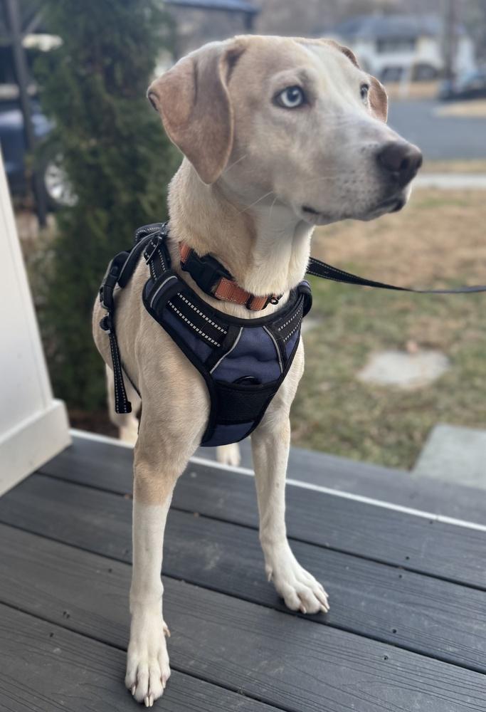Enlarge Cashew, a Adoptable mixed breed in Greenbelt, MD image 5/5