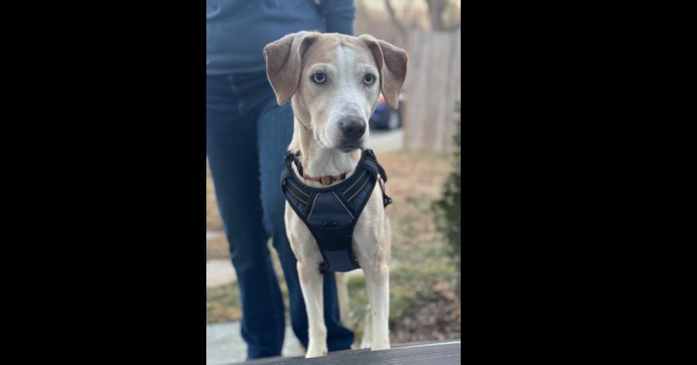 Enlarge Cashew, a Adoptable mixed breed in Greenbelt, MD image 5/5