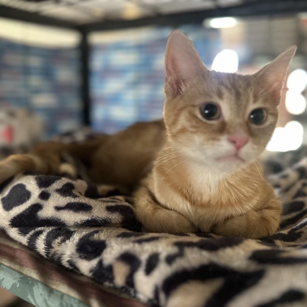 Enlarge Olena, a Adoptable Domestic Short Hair in Greenfield, IN image 2/6