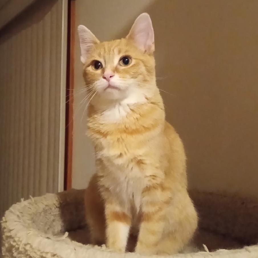 Enlarge Olena, a Adoptable Domestic Short Hair in Greenfield, IN image 4/6