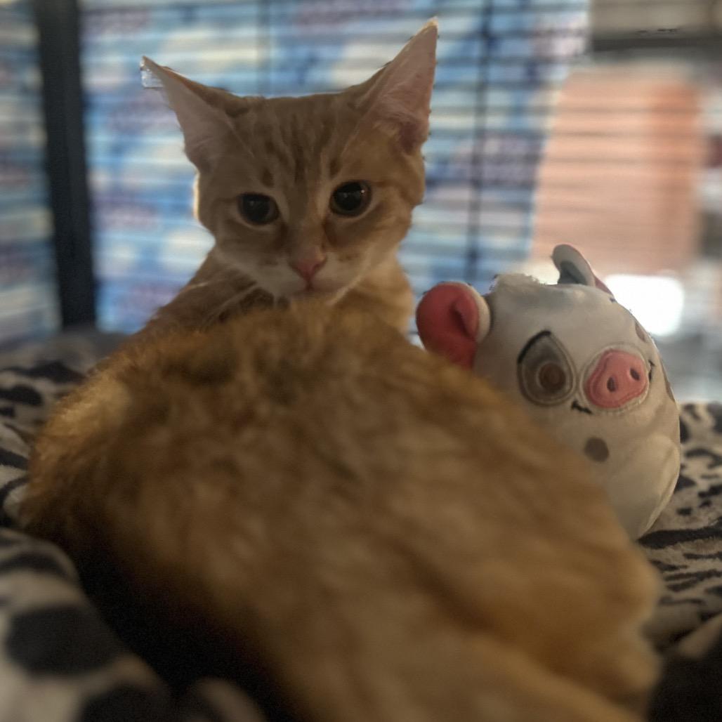 Enlarge Olena, a Adoptable Domestic Short Hair in Greenfield, IN image 5/6