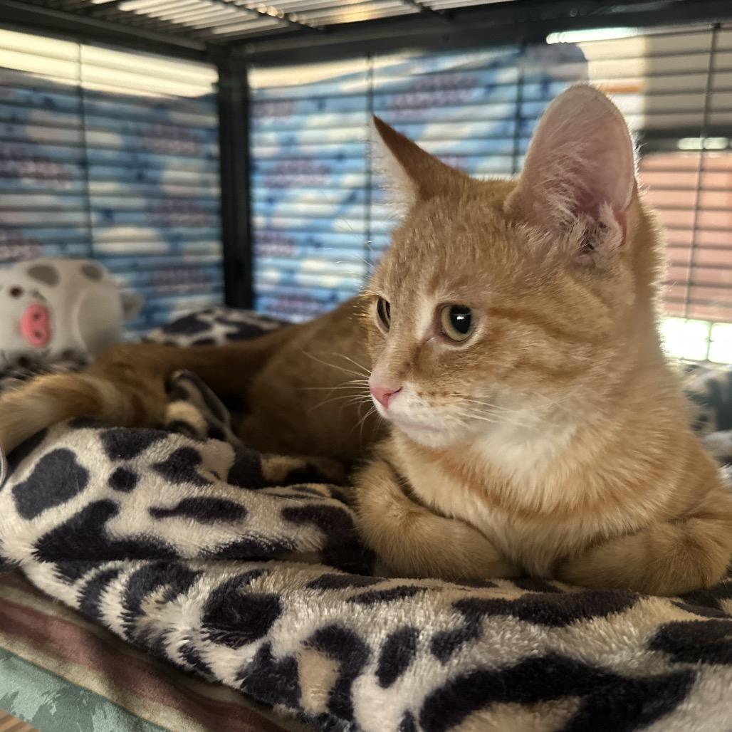 Enlarge Olena, a Adoptable Domestic Short Hair in Greenfield, IN image 6/6