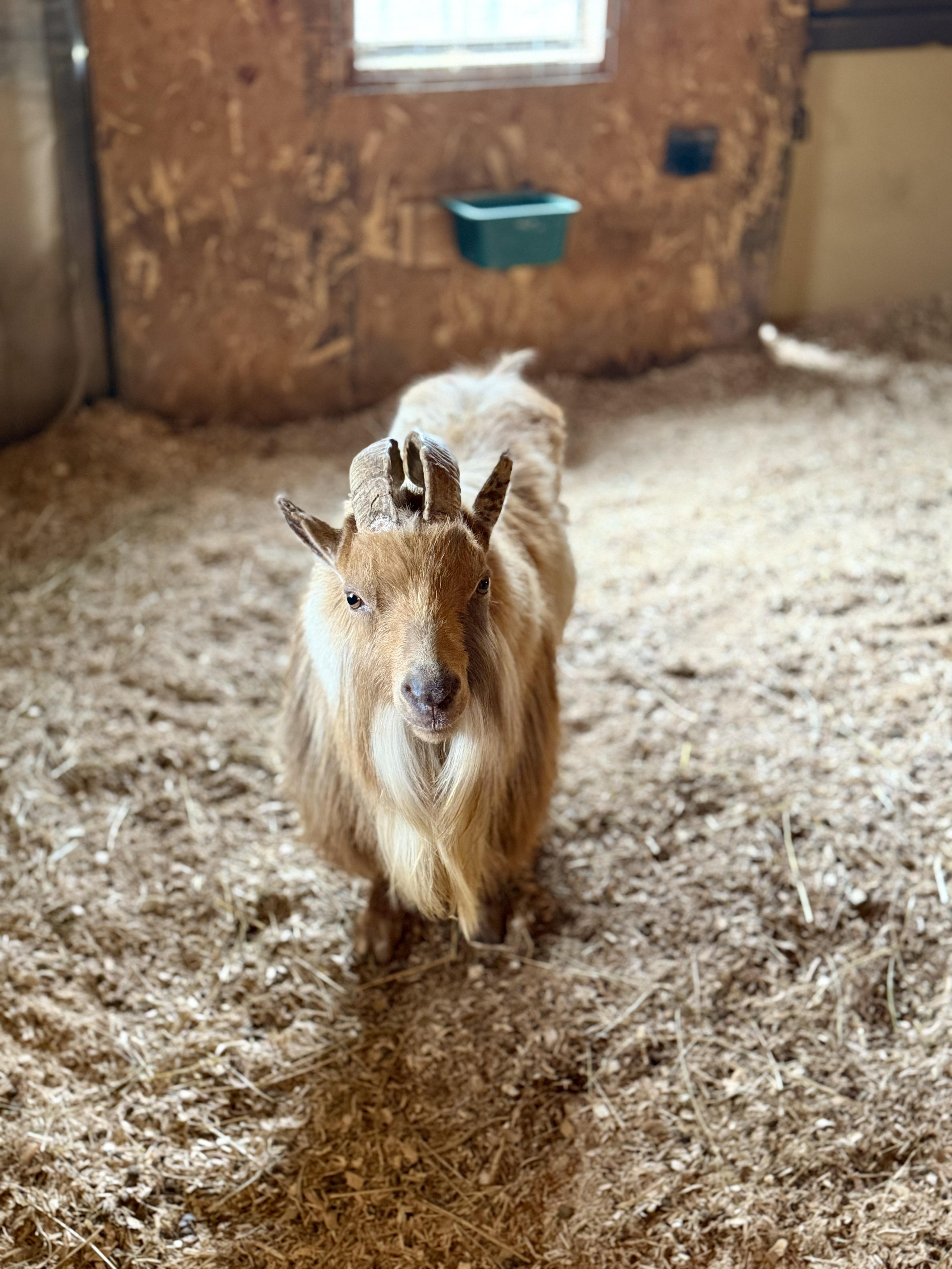 Sundance , adopted, Adult Male Nigerian Dwarf.