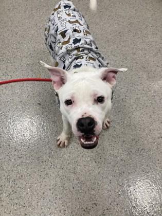 Yukon — thumbnail 2