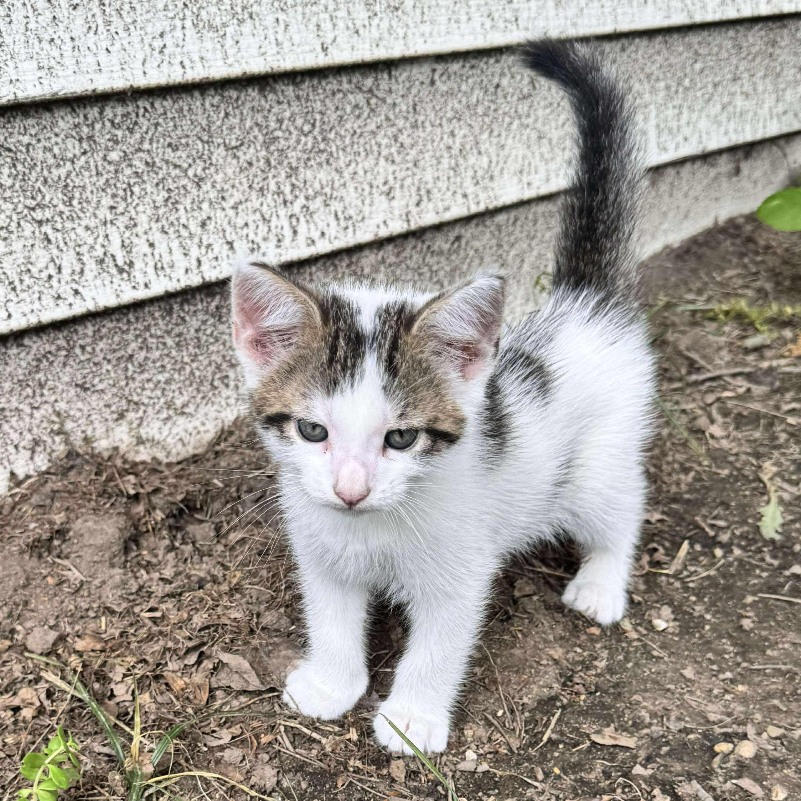 Chocolate Chip, Baby Male unknown