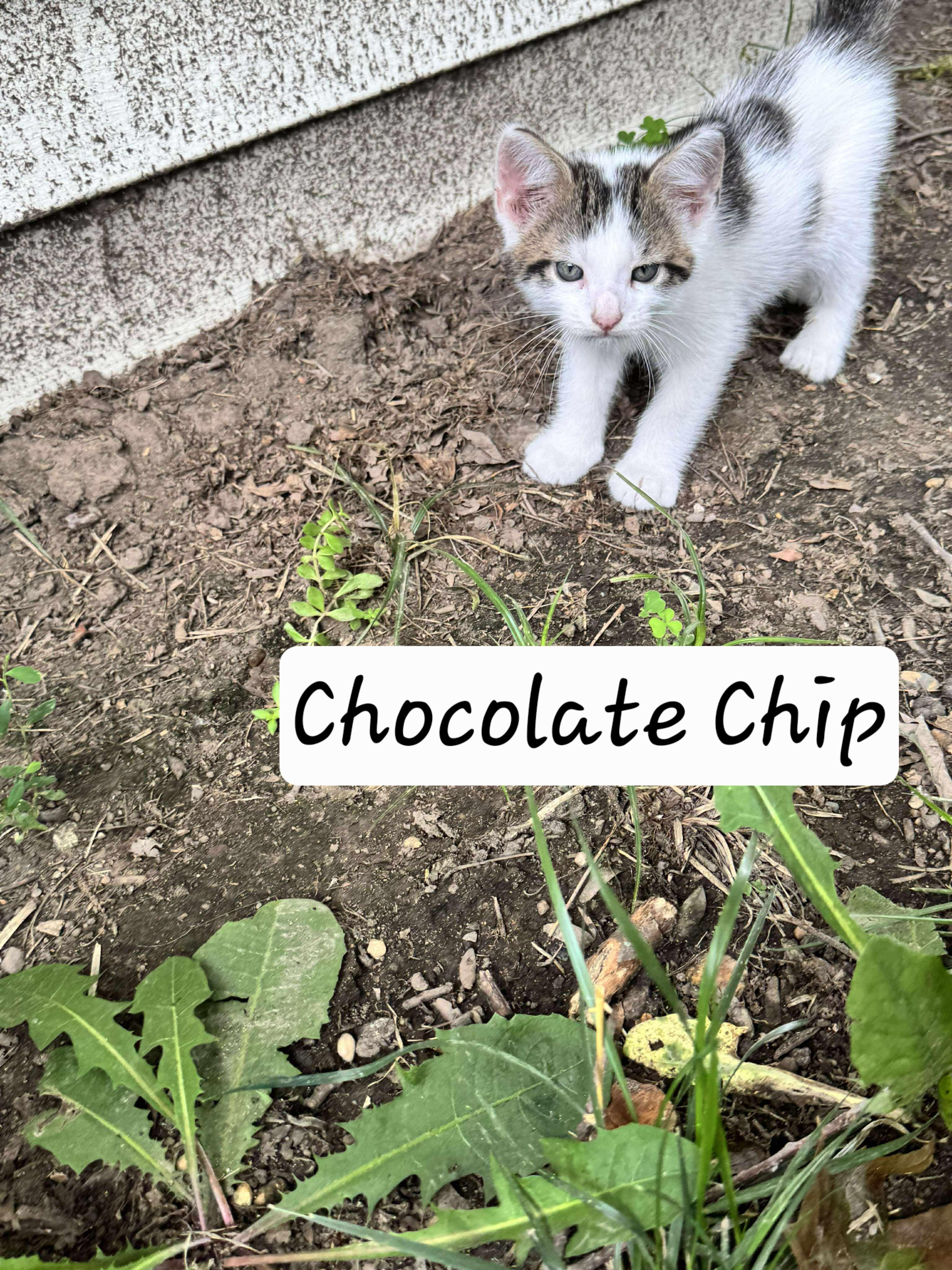 Chocolate Chip photo 4