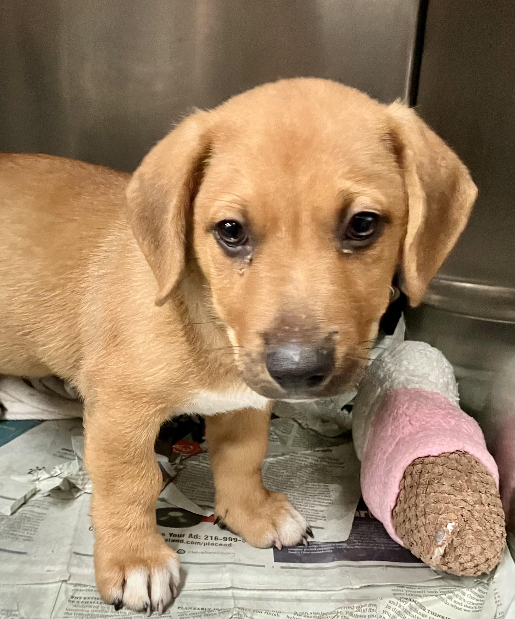 Turbo, adopted, Puppy Male Corgi.