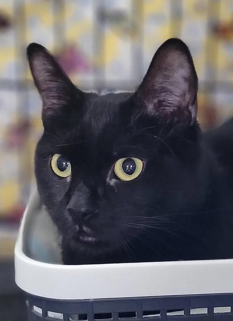 Enlarge Pierce, an adopted Domestic Short Hair in Florham Park, NJ image 3/4