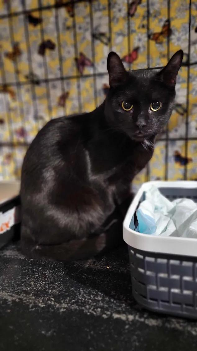 Enlarge Pierce, an adopted Domestic Short Hair in Florham Park, NJ image 1/4