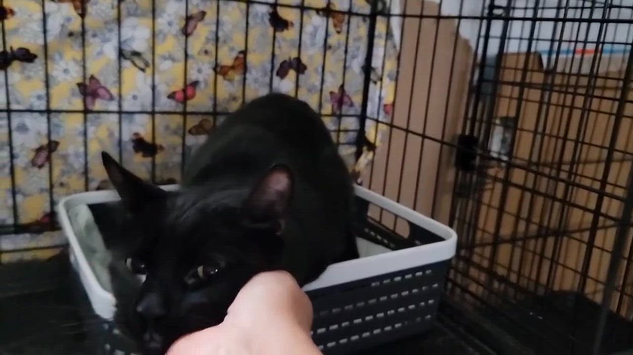 Enlarge Pierce, an adopted Domestic Short Hair in Florham Park, NJ video 4/4