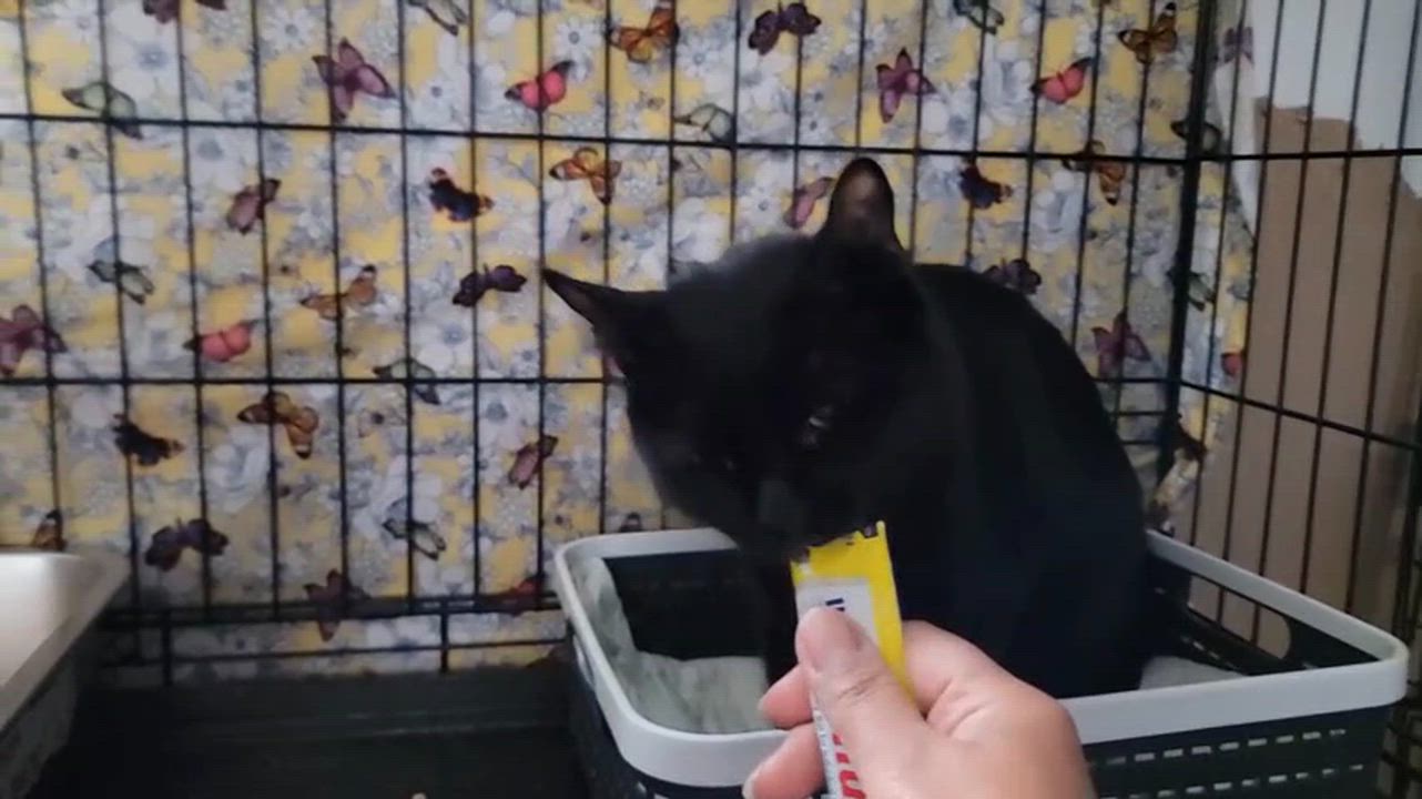 Enlarge Pierce, an adopted Domestic Short Hair in Florham Park, NJ video 2/4