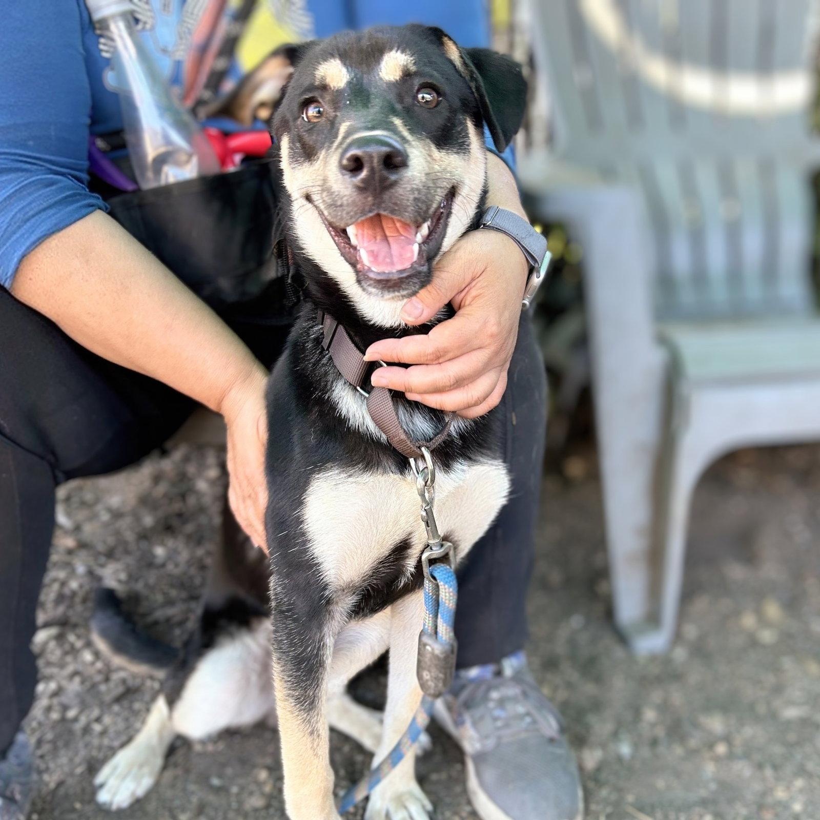Half Pint, Adopted, Puppy Male Mixed Breed.