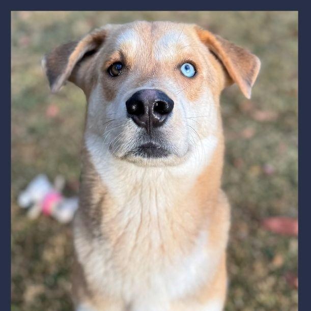 Flintstone, adopted, Adult Male Husky.