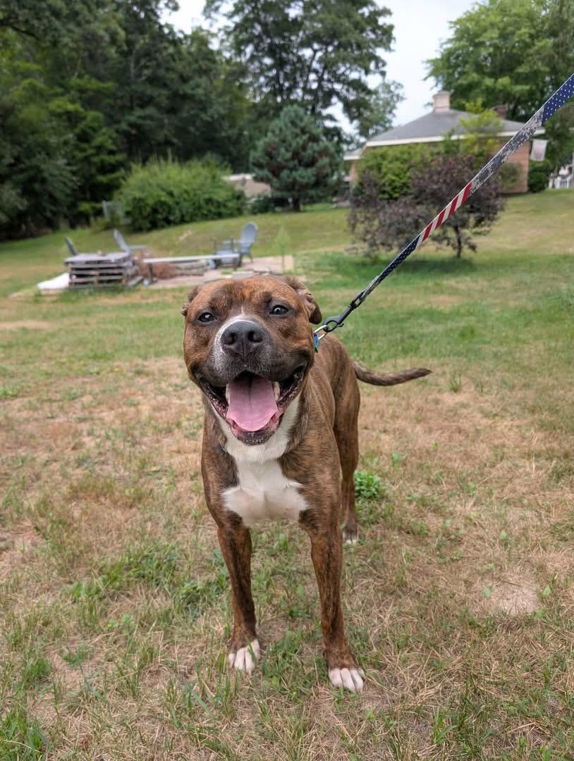 Colby Jack (FEE SPONSORED), ADOPTABLE, Adult Male Pit Bull Terrier.