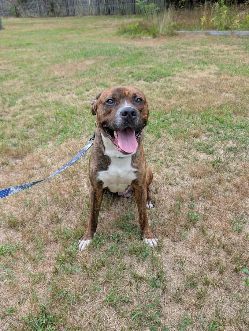Enlarge Colby Jack (FEE SPONSORED), a ADOPTABLE mixed breed in Kennebunk , ME image 4/4