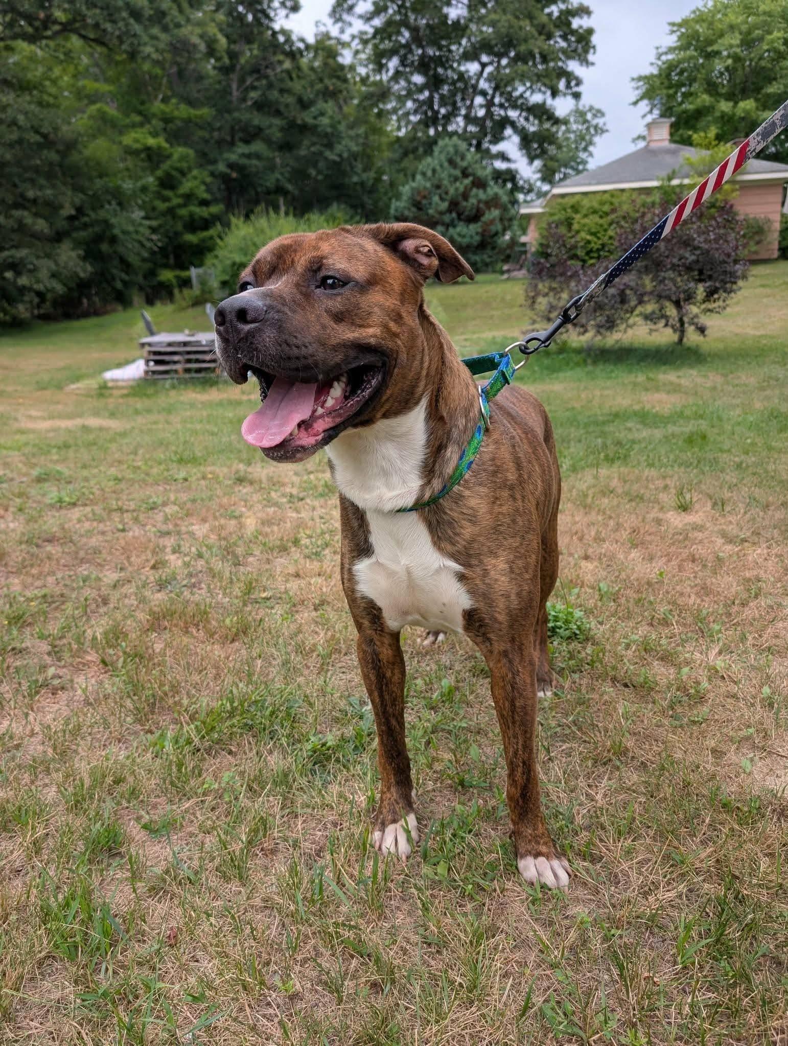 Enlarge Colby Jack (FEE SPONSORED), a ADOPTABLE mixed breed in Kennebunk , ME image 2/4