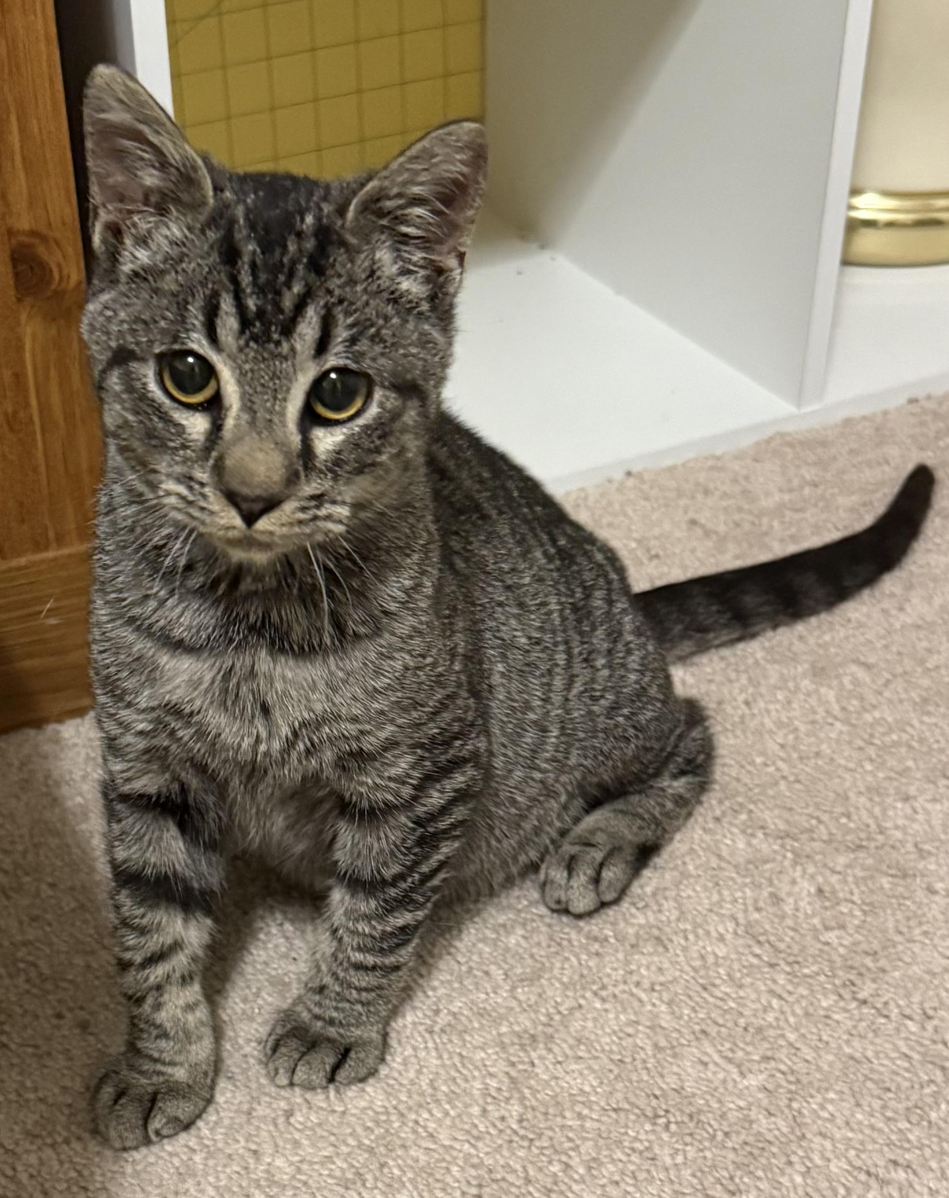 Enlarge Graham, a ADOPTABLE mixed breed in Harvey, LA image 1/1