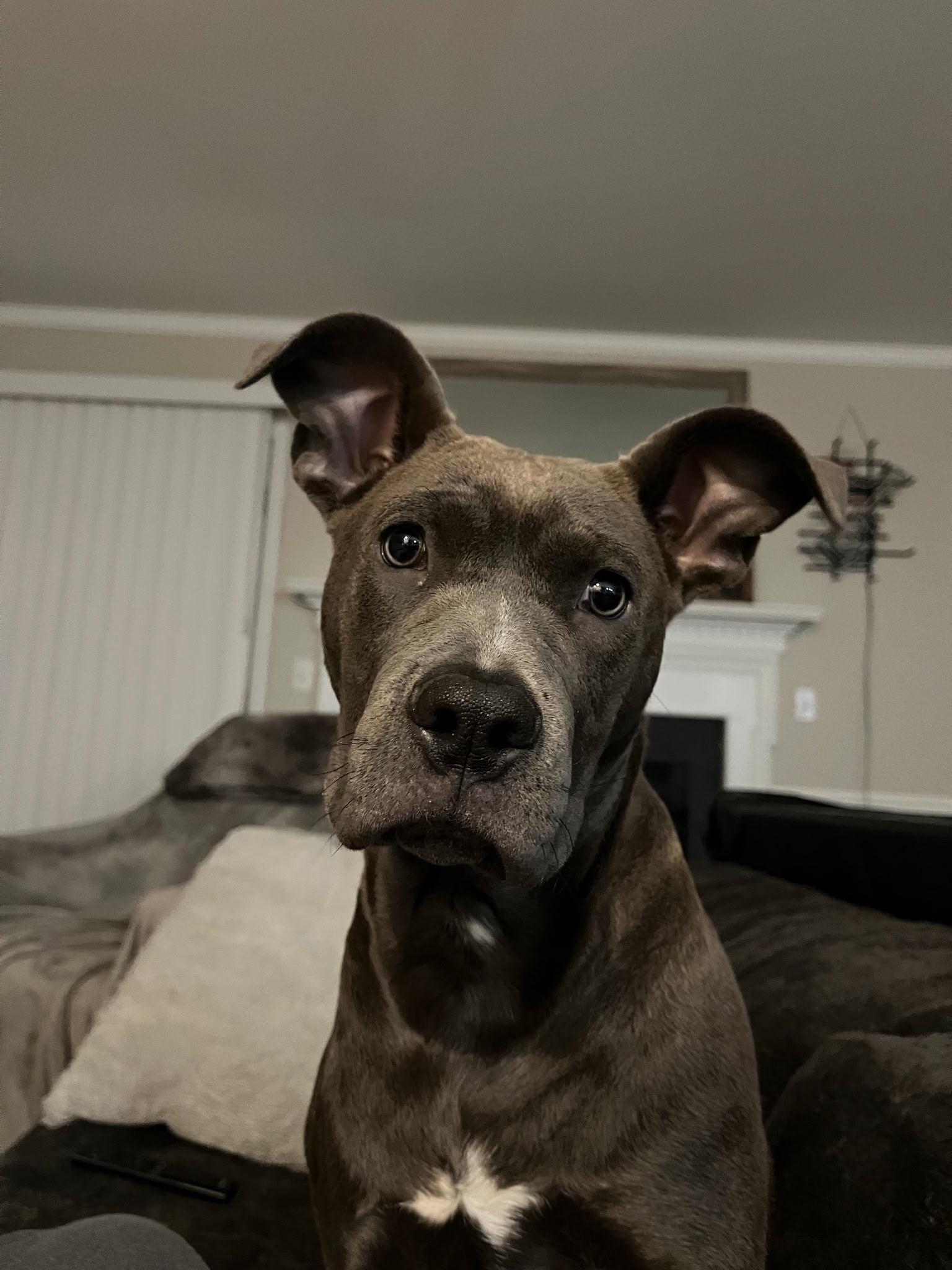 Zoe, Adoptable, Young Female American Bully.