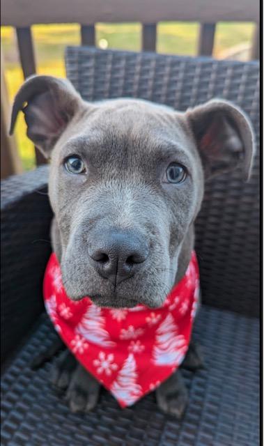 Enlarge Zoe, a Adoptable mixed breed in Queenstown, MD image 2/2