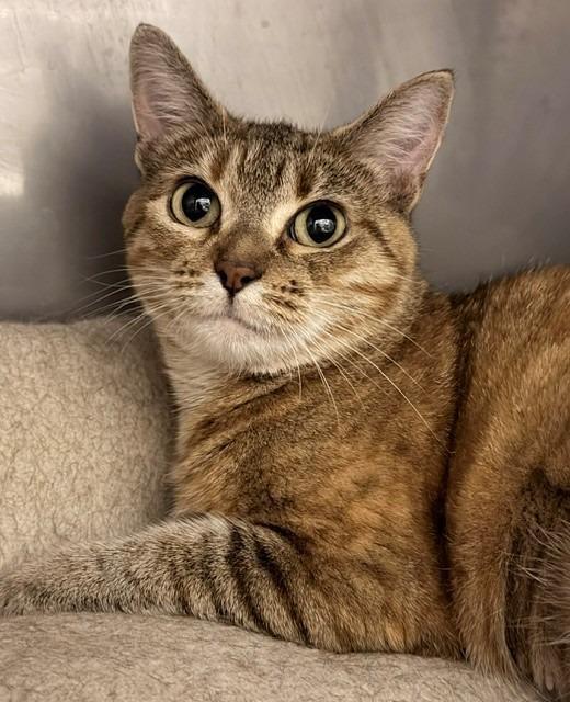 Enlarge Sunshine, a Adoptable Manx in Ladysmith, WI image 1/2