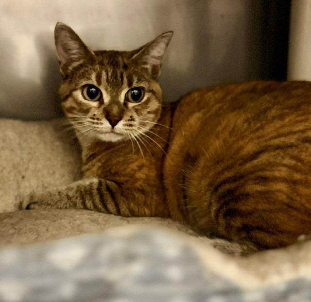 Enlarge Sunshine, a Adoptable Manx in Ladysmith, WI image 2/2