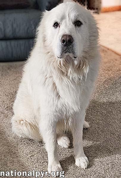 Beethoven in OH - Good-mannered & Adores Pets!