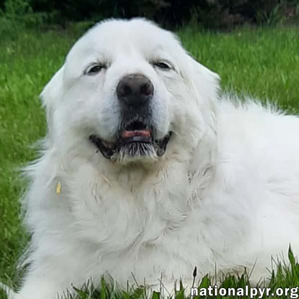 Beethoven in OH - Good-mannered & Adores Pets!, Adult Male Great Pyrenees