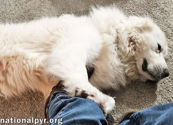 Beethoven in OH - Good-mannered & Adores Pets!