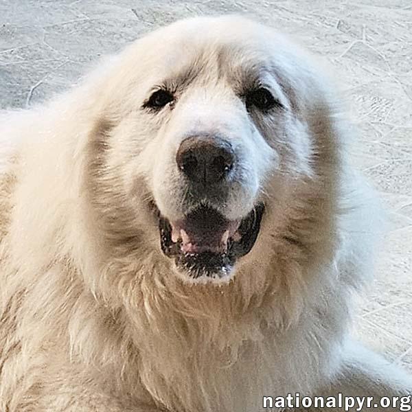 Beethoven in OH - Good-mannered & Adores Pets!